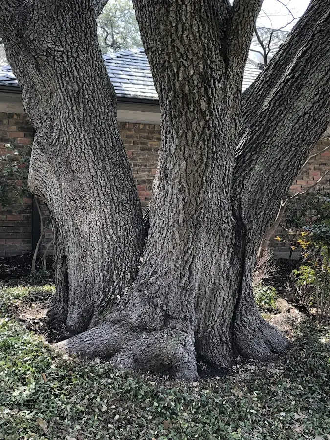 Mature heritage tree close to a Duncanville property cared for by certified arborists