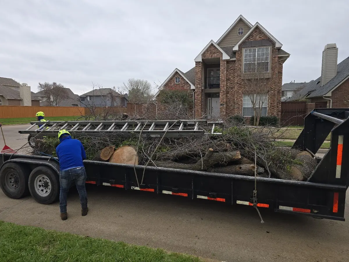 Expert Tree Fertilization with proper safety equipment in Duncanville